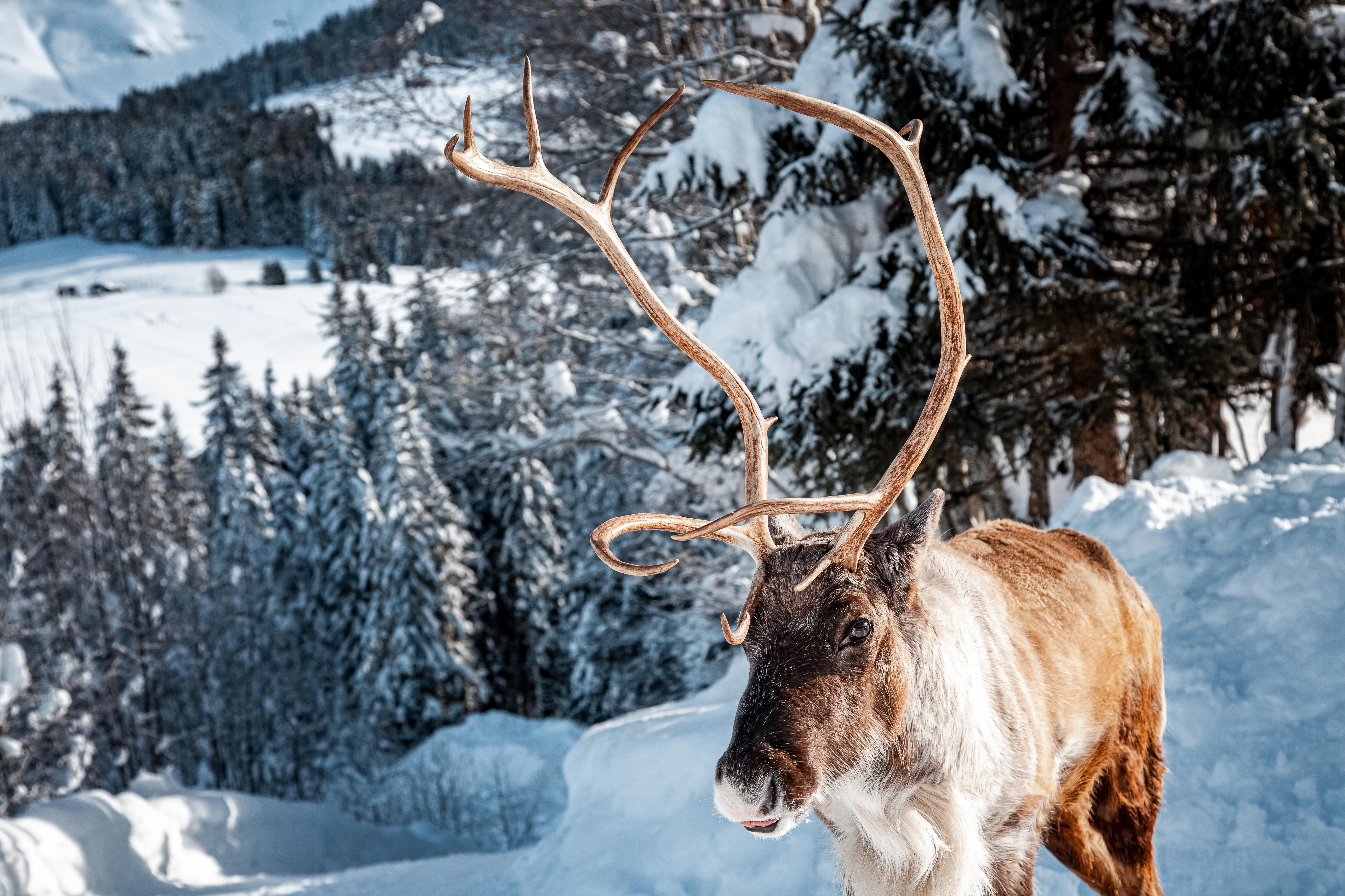 Hotel L'Arboisie Megève Eksteriør bilde